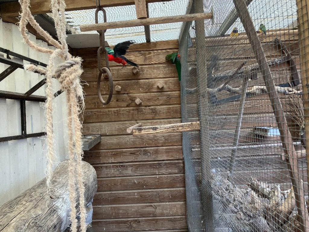 Te koop koppel koningsparkieten, Meerdere dieren, Parkiet, Geringd