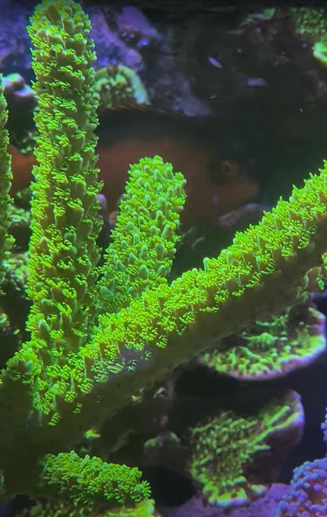 Koraal Green Slimer, Overige typen