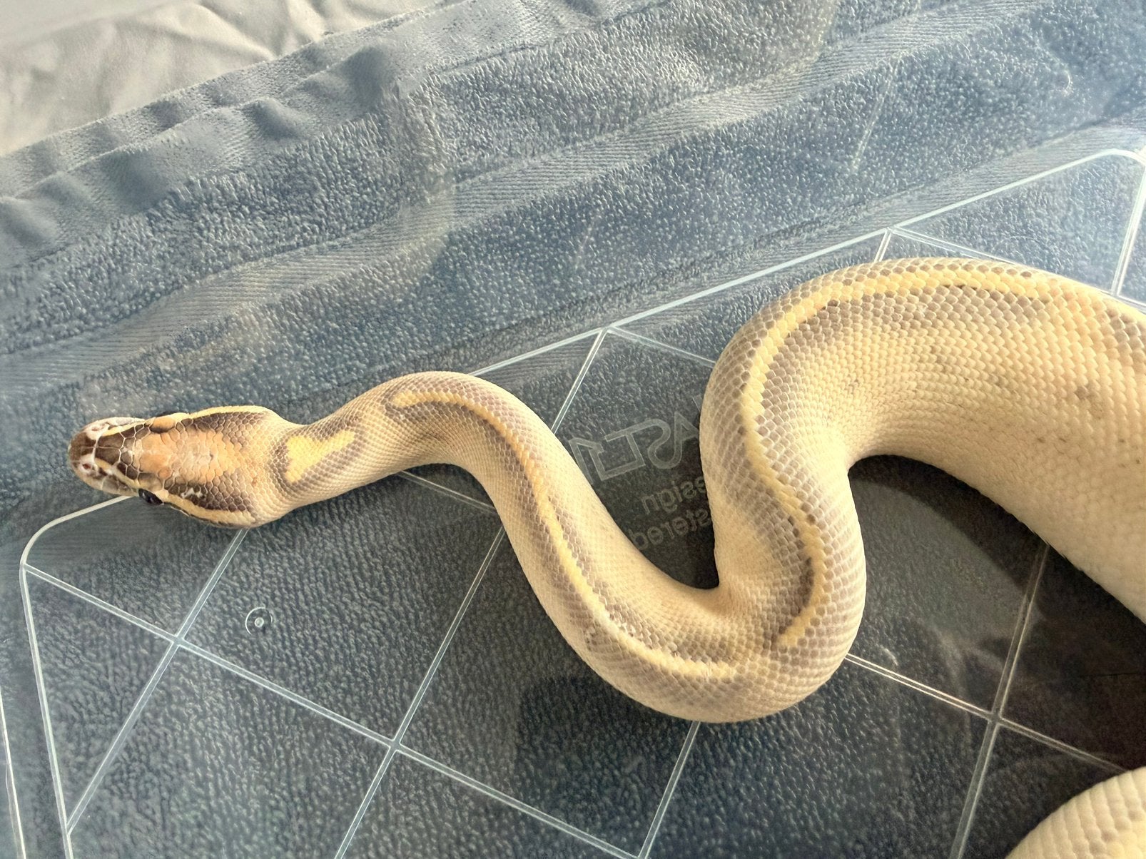 Koningspython 1.0 Ball Python photo 3