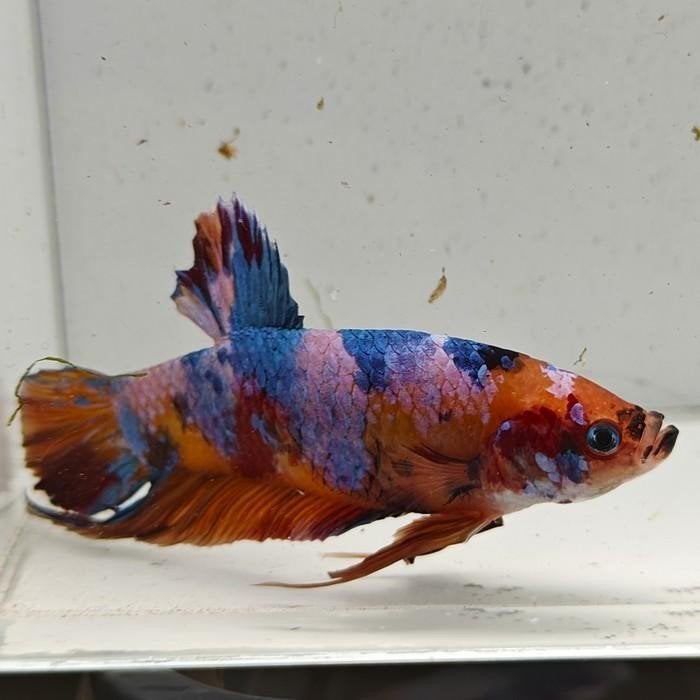 Betta splendens man 12, Dieren en Toebehoren, Vis
