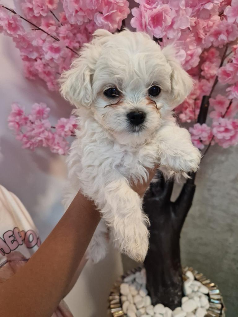 Maltezer x Bichon Frisé pups 1 vrouwtje en 1 reutje, Maltezer, 8 tot 15 weken, Meerdere, Meerdere dieren