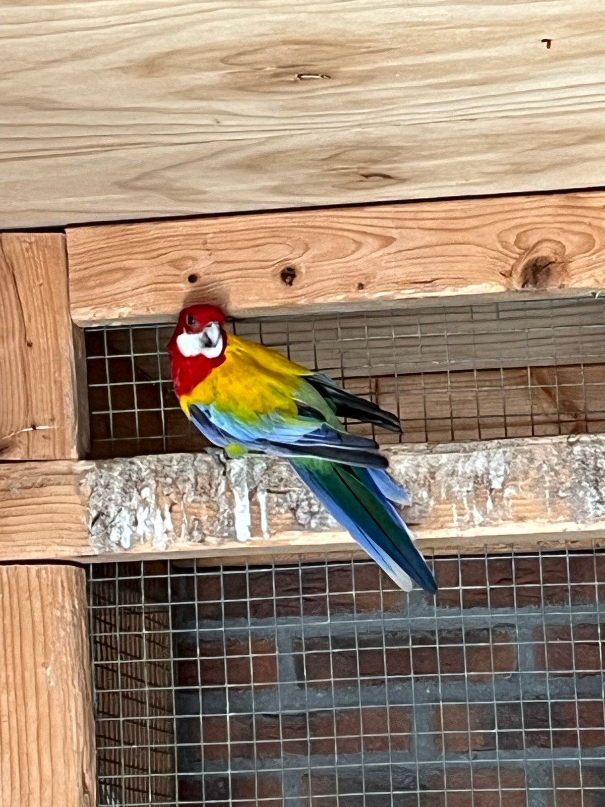 Te koop, Dieren en Toebehoren, Mannelijk