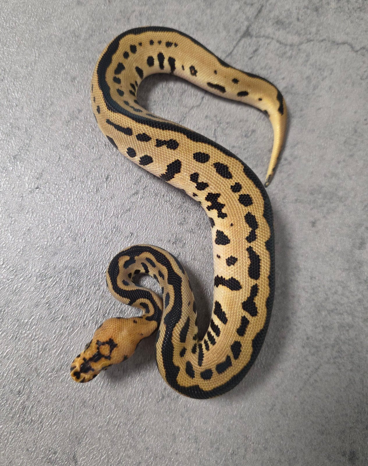 Batman️♀️ Ball Python - unknown for sale from G.B