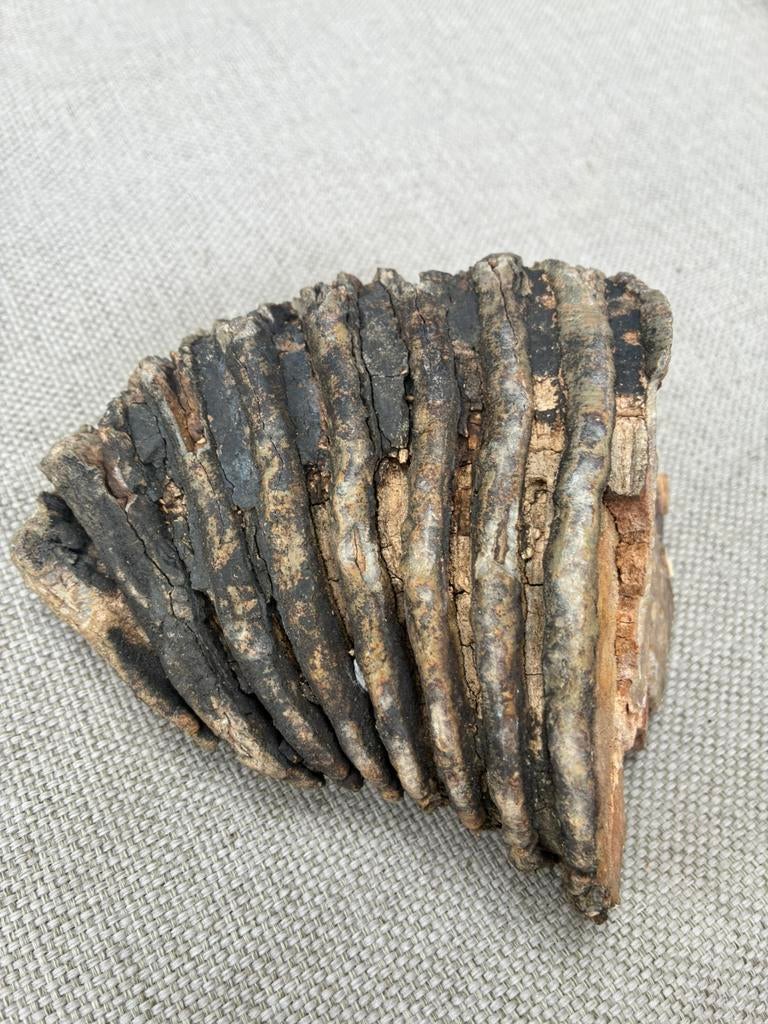 Mammoet kies. -  Fossiel., Verzamelen, Mineralen en Fossielen, Ophalen of Verzenden, Fossiel