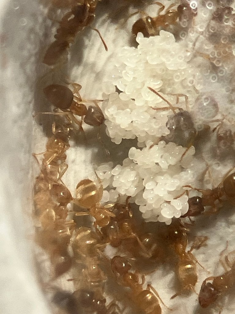 Lasius umbratus / brunneus / flavus - mieren, Mieren