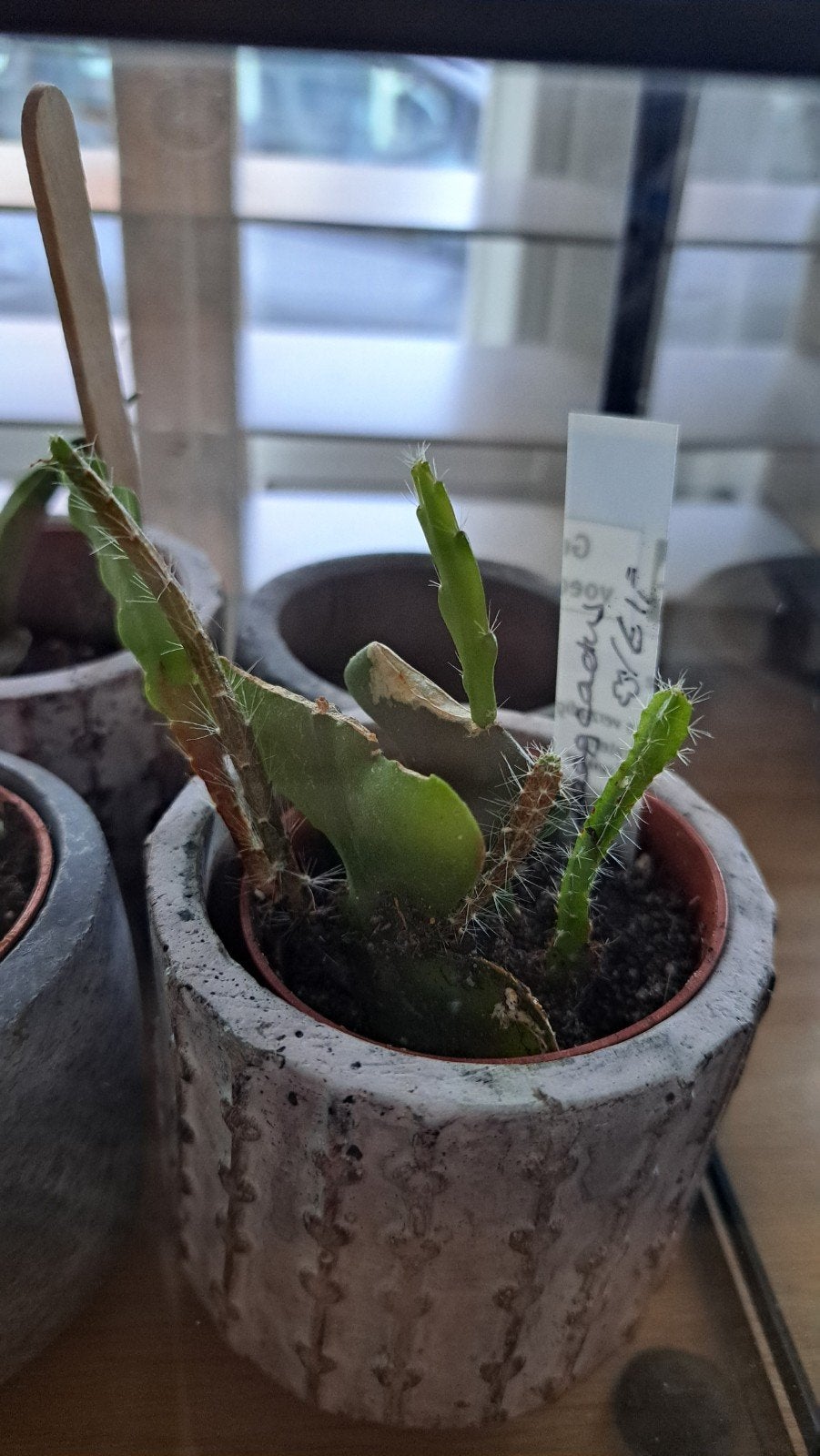 Zaagcactus, Huis en Inrichting, Ophalen of Verzenden, Halfschaduw, Minder dan 100 cm