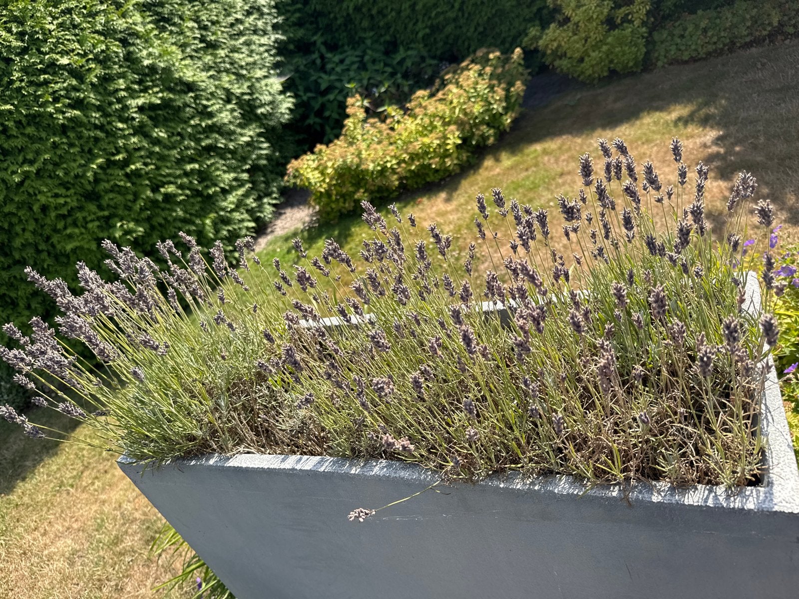 Lavendelplanten - Geurige toevoeging voor elke tuin, Ophalen, Volle zon, Vaste plant, Kruiden