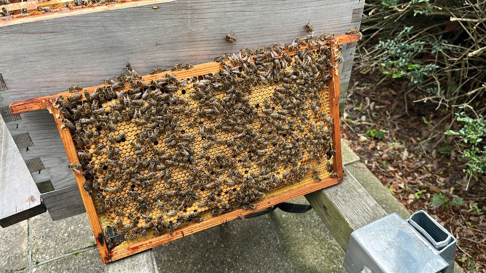 Buckfast bijenvolk(en), Dieren en Toebehoren, Insecten en Spinnen, Bijen