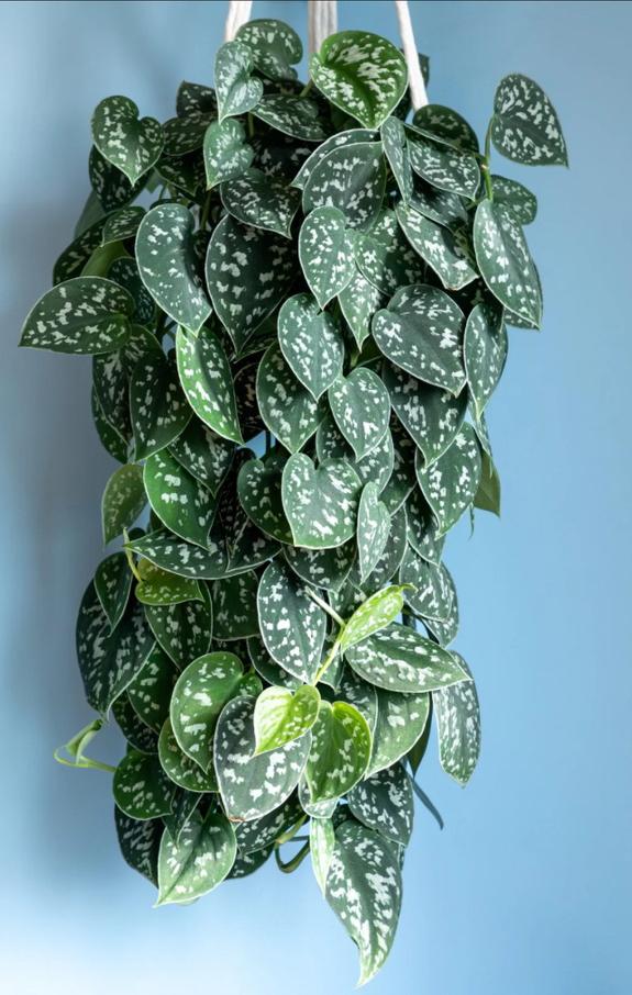 Scindapsus argyraeus blad stekjes, Ophalen of Verzenden, Halfschaduw, Minder dan 100 cm