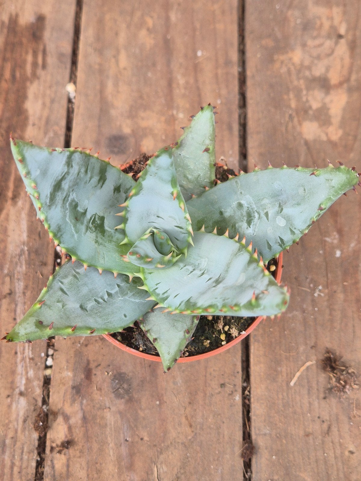 Aloë Hybriden p8 (5), Huis en Inrichting, Ophalen of Verzenden, Halfschaduw, Minder dan 100 cm