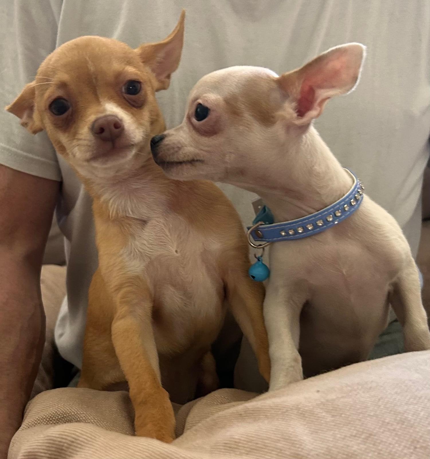 Lieve rustige mini  gevlekte chihuahuas nog  1 reutje, Parvo, 8 tot 15 weken, Meerdere, Meerdere dieren
