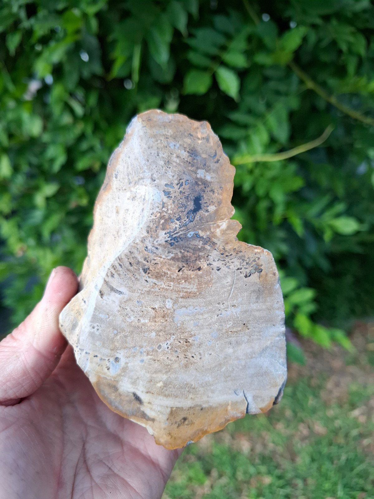 Versteend hout gepolijst, Ophalen of Verzenden, Mineraal