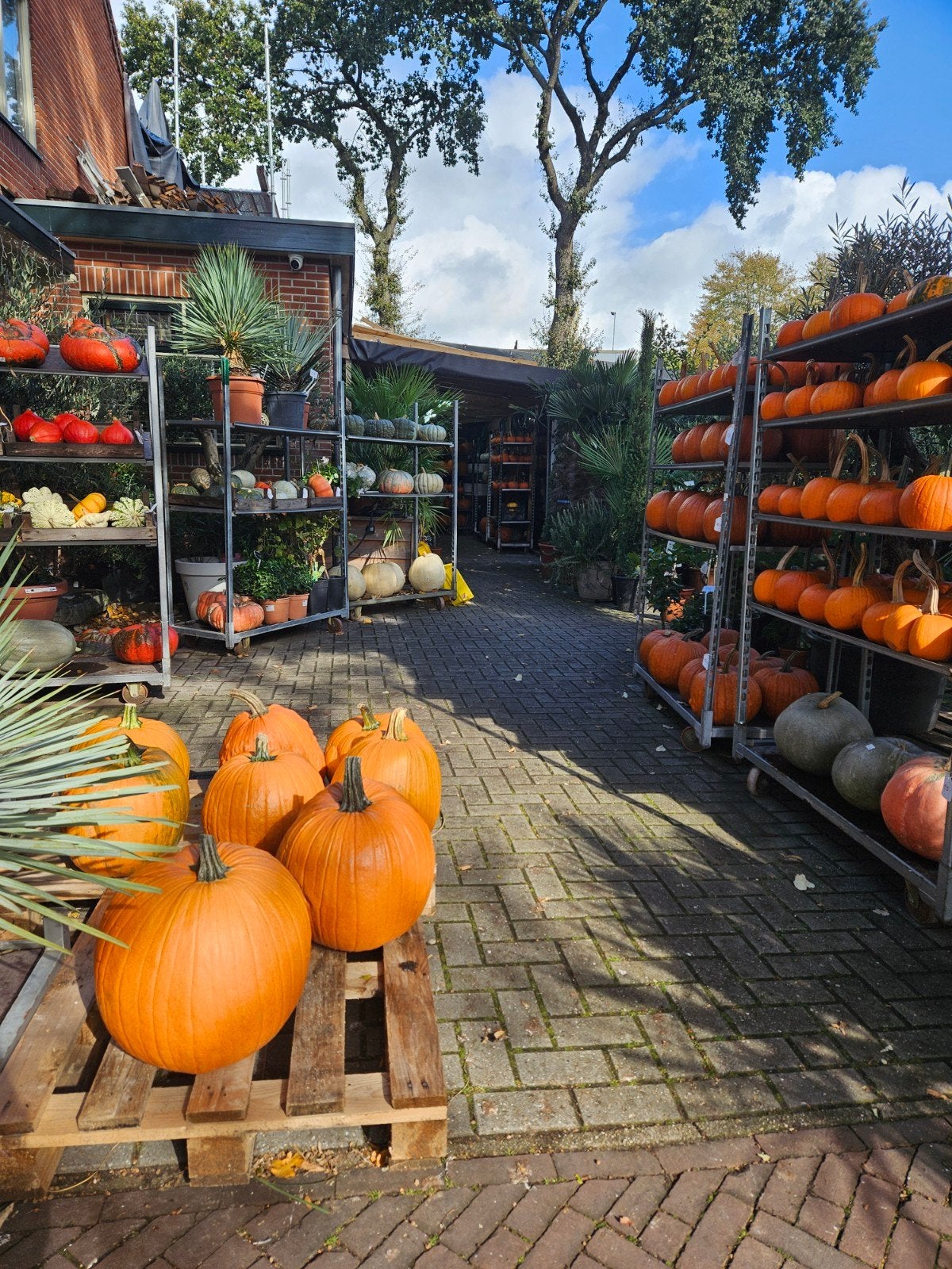 Pompoenen Halloween - eetbaar - sier, Ophalen, Eenjarig, Groenteplanten, Volle zon
