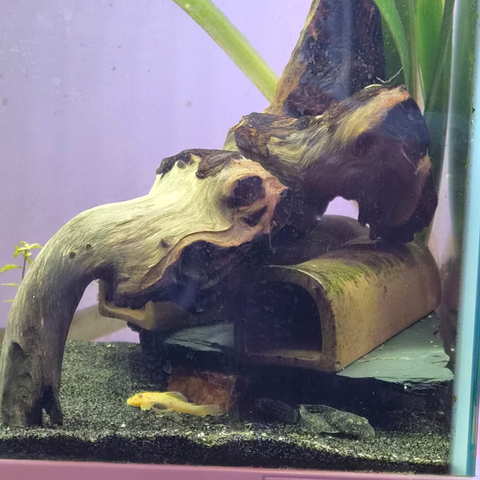 te koop! 1 x Ancistrus "wildkleur" longfin €4,00, Vis, Zoetwatervis