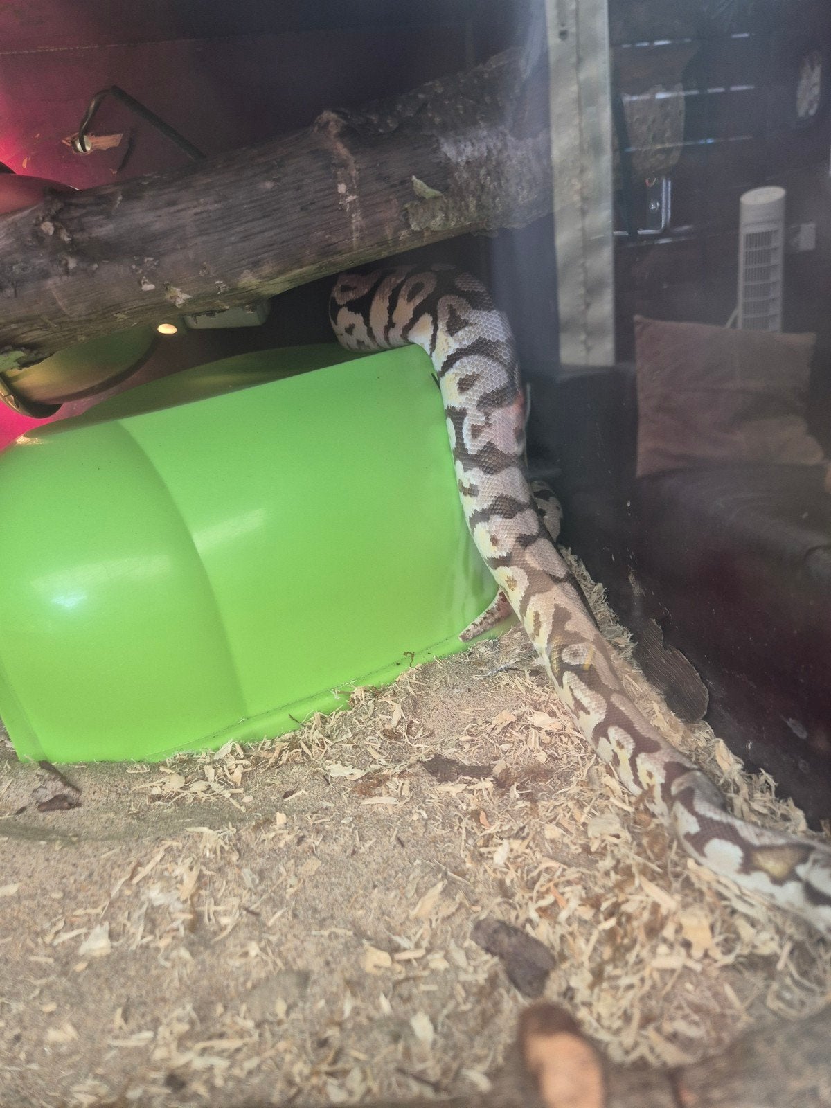 te koop Koningspython met bak Ball Python photo 2