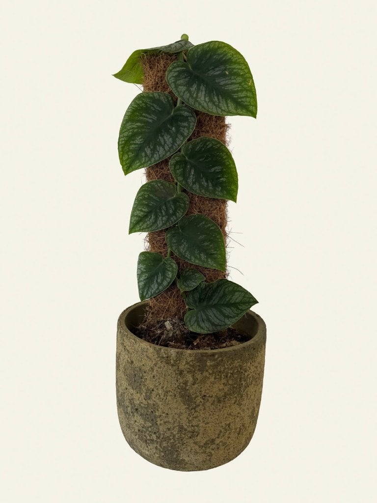 Monstera Dubia, Ophalen of Verzenden, Halfschaduw, Minder dan 100 cm