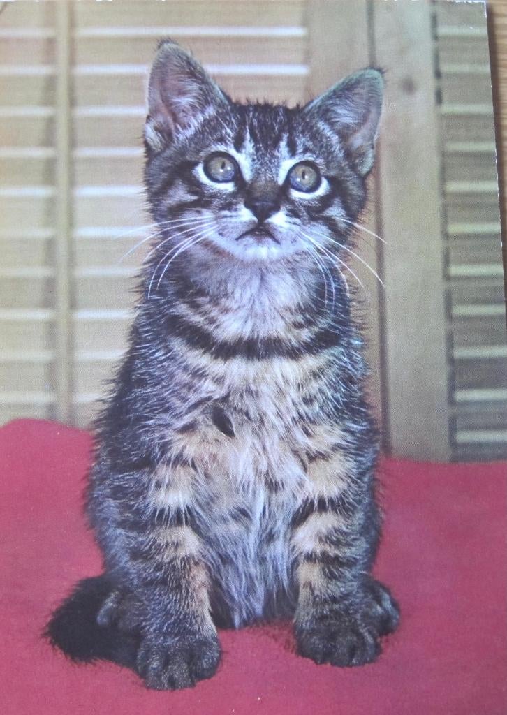 poes op rode deken - 1983, Verzenden, 1980 tot heden, Gelopen, Hond of Kat