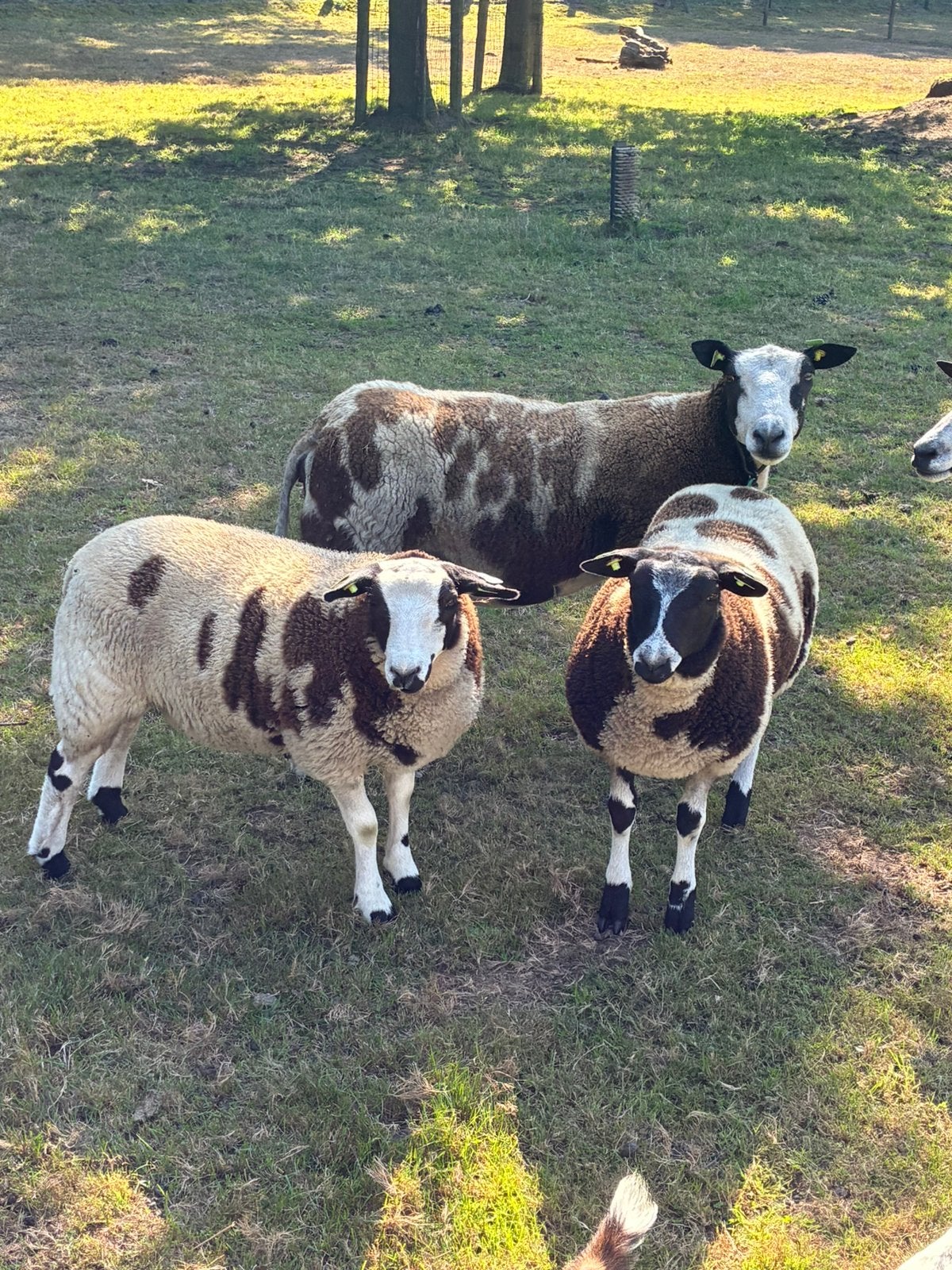 Twee ooij lammeren, Dieren en Toebehoren, Schapen, Geiten en Varkens, Vrouwelijk, Schaap, 0 tot 2 jaar