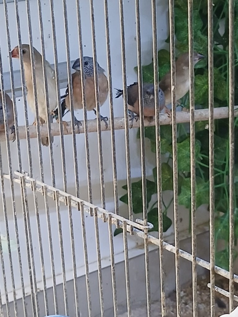 Gele Rietvinken, Dieren en Toebehoren, Vogels | Overige Vogels, Meerdere dieren, Tropenvogel