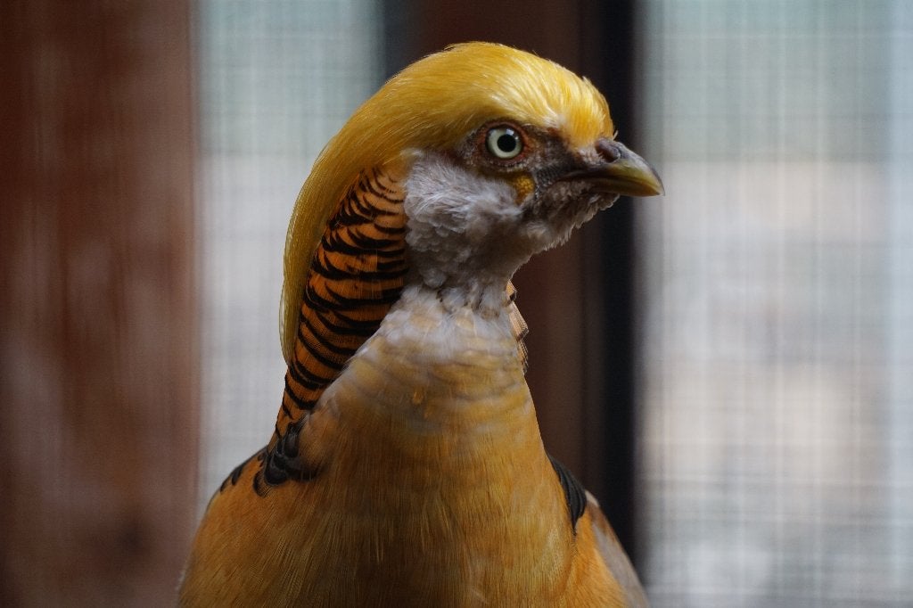 Gele goudfazant | Deskundig advies | Prachtige dieren, Dieren en Toebehoren, Meerdere dieren, Overige soorten