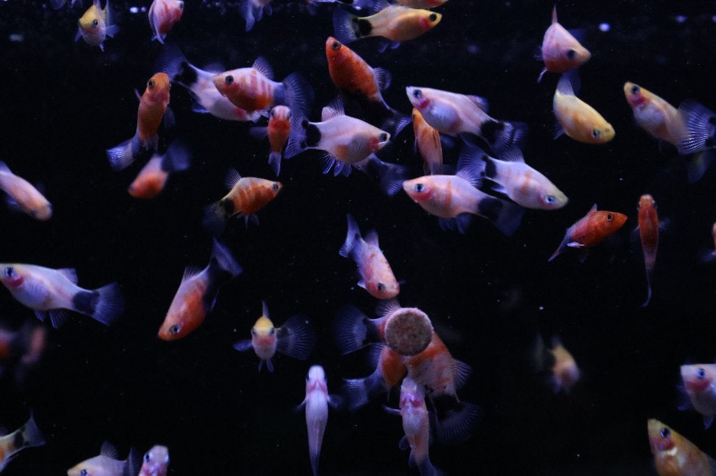 Platy Bleeding Heart (Xiphophorus maculatus), Vis