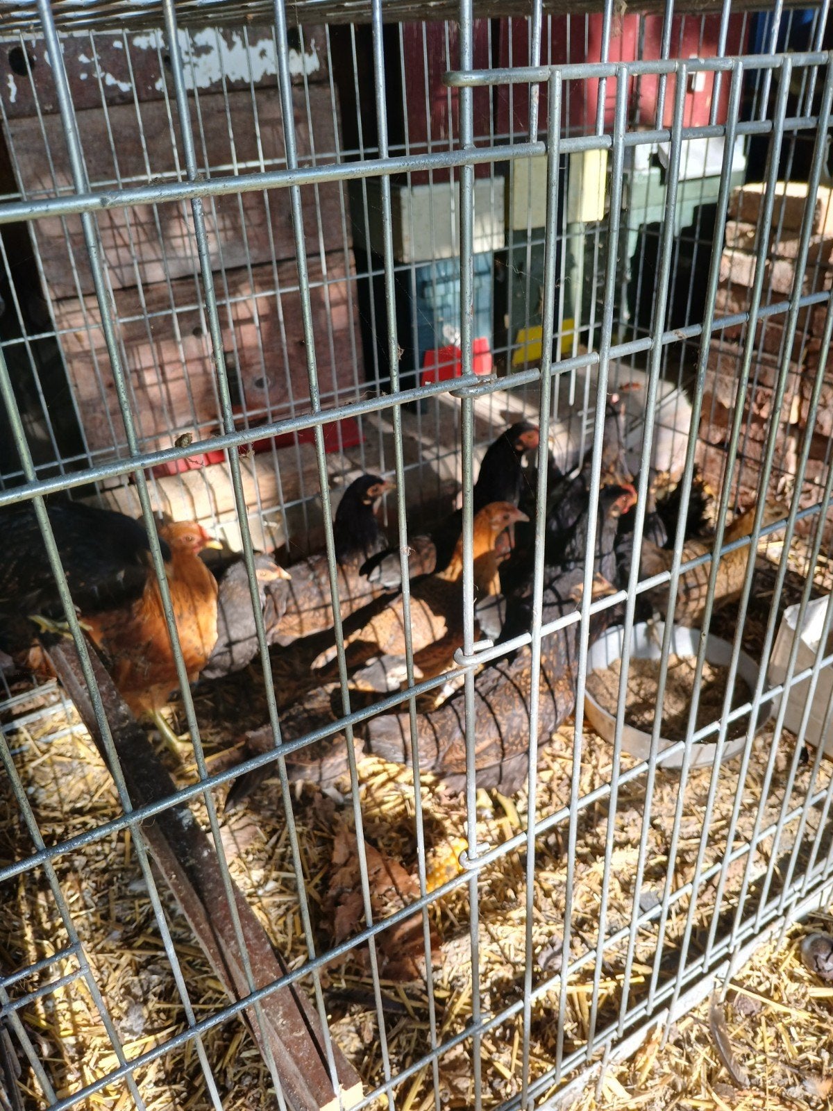 jonge krielkippen, Dieren en Toebehoren, Vrouwelijk, Kip