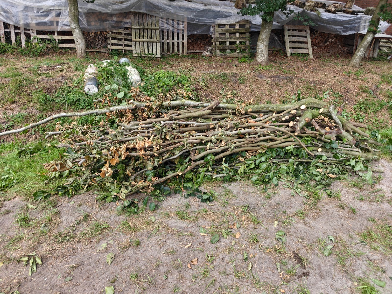 Haardhout mix: Beuk, Eik, Es, Els - ca. 2m³, Minder dan 3 m³, Ophalen, Beukenhout, Blokken