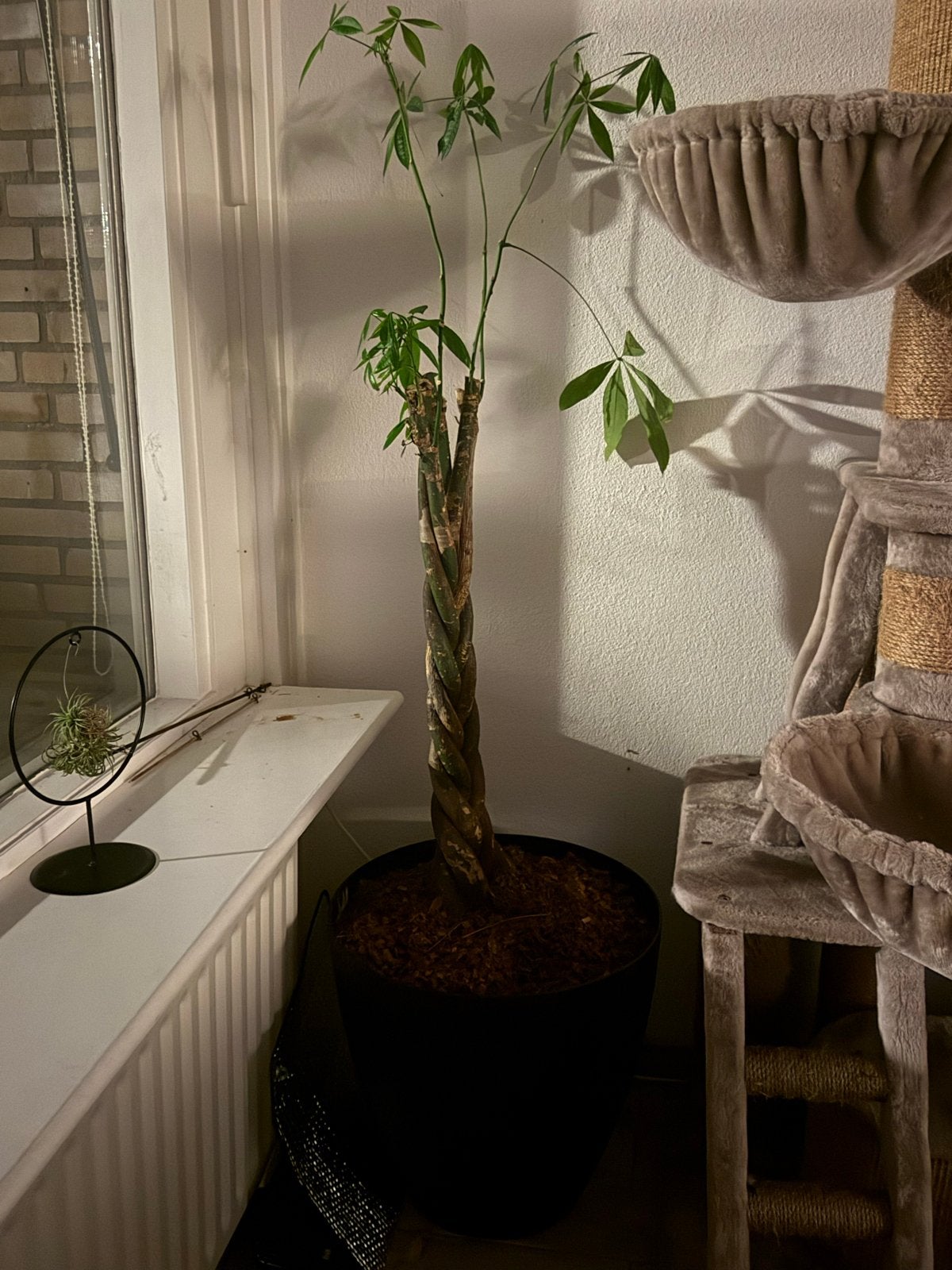 Grote Pachira Aquatica - Geldboom, Ophalen, Overige soorten, Halfschaduw, In pot