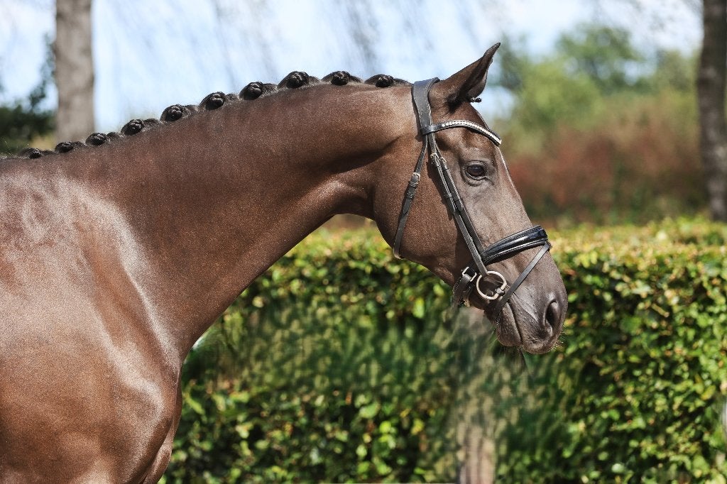 Super mooie, lieve toto jr merrie, Merrie, Dressuurpaard, Met stamboom, B