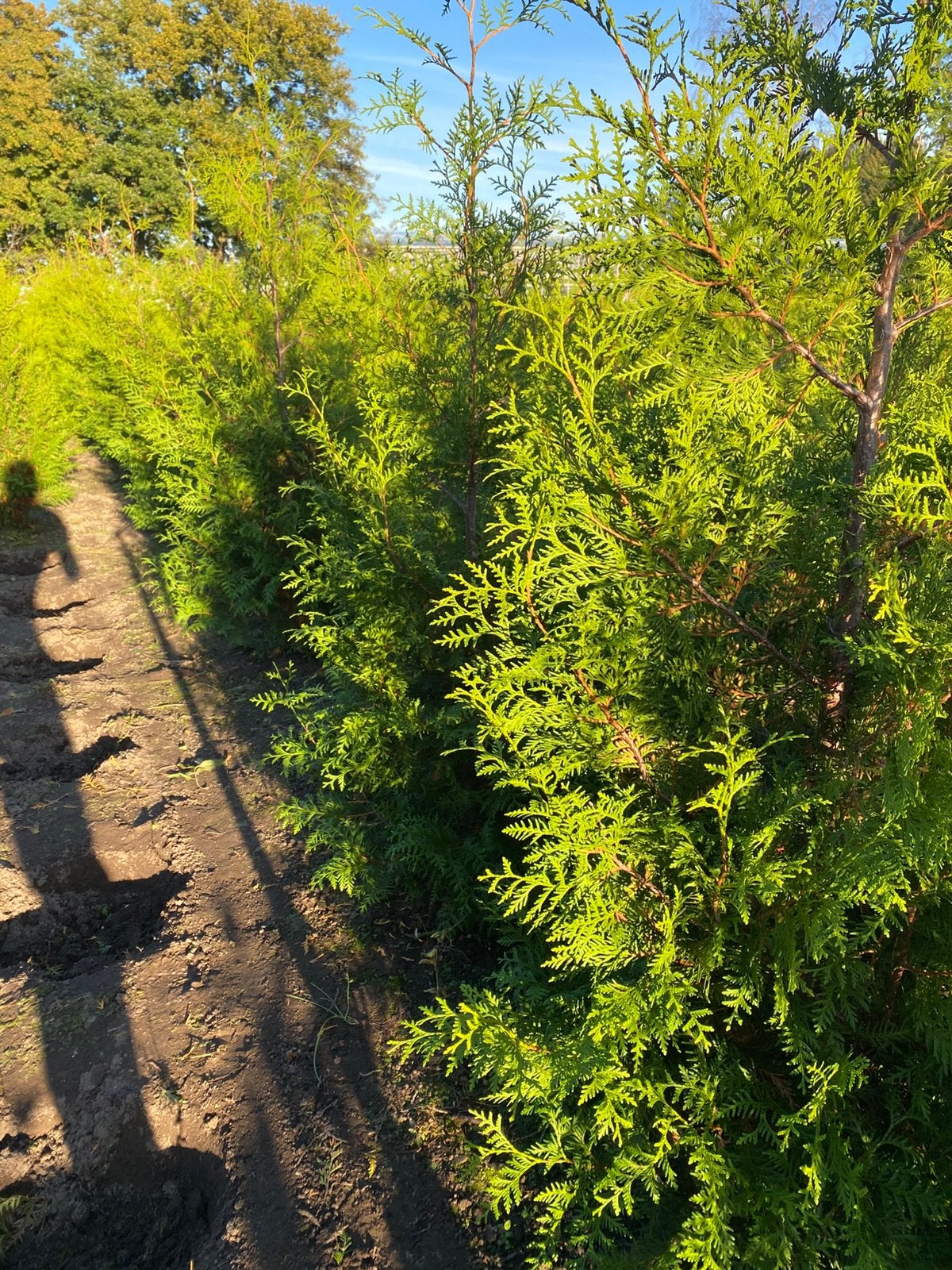 Haagconiferen thuya Brabant 180/200cm Opgegaasd rondgestoken, Ophalen, Conifeer, 100 tot 250 cm
