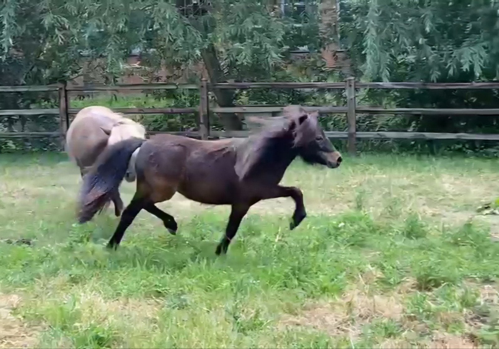 2 super leuke nmprs merries, moeder en dochter, Dieren en Toebehoren, Merrie, A pony (tot 1.17m), Met stamboom