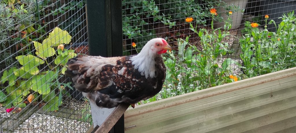 Wyandotte krielhaan, Dieren en Toebehoren, Pluimvee, Mannelijk, Kip