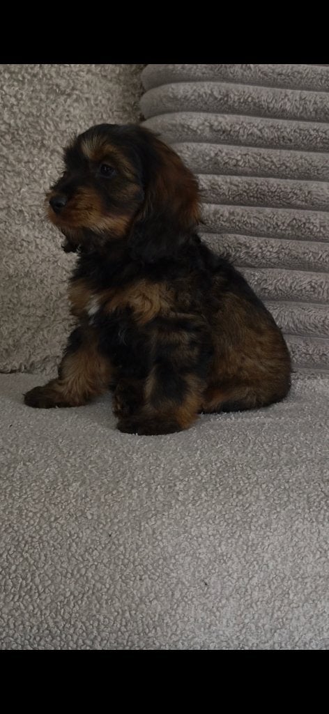 Cockapoo puppy's, Dieren en Toebehoren, Overige rassen, 8 tot 15 weken, Meerdere, Meerdere dieren