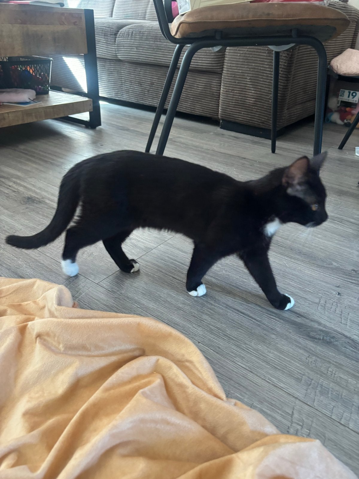 Kitten voor adoptie 30-03-2026, Poes