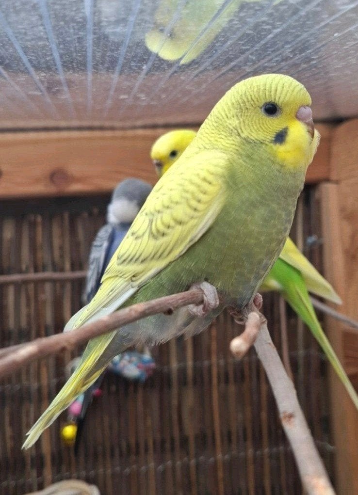 Lieve grasparkiet te koop!, Meerdere dieren, Parkiet