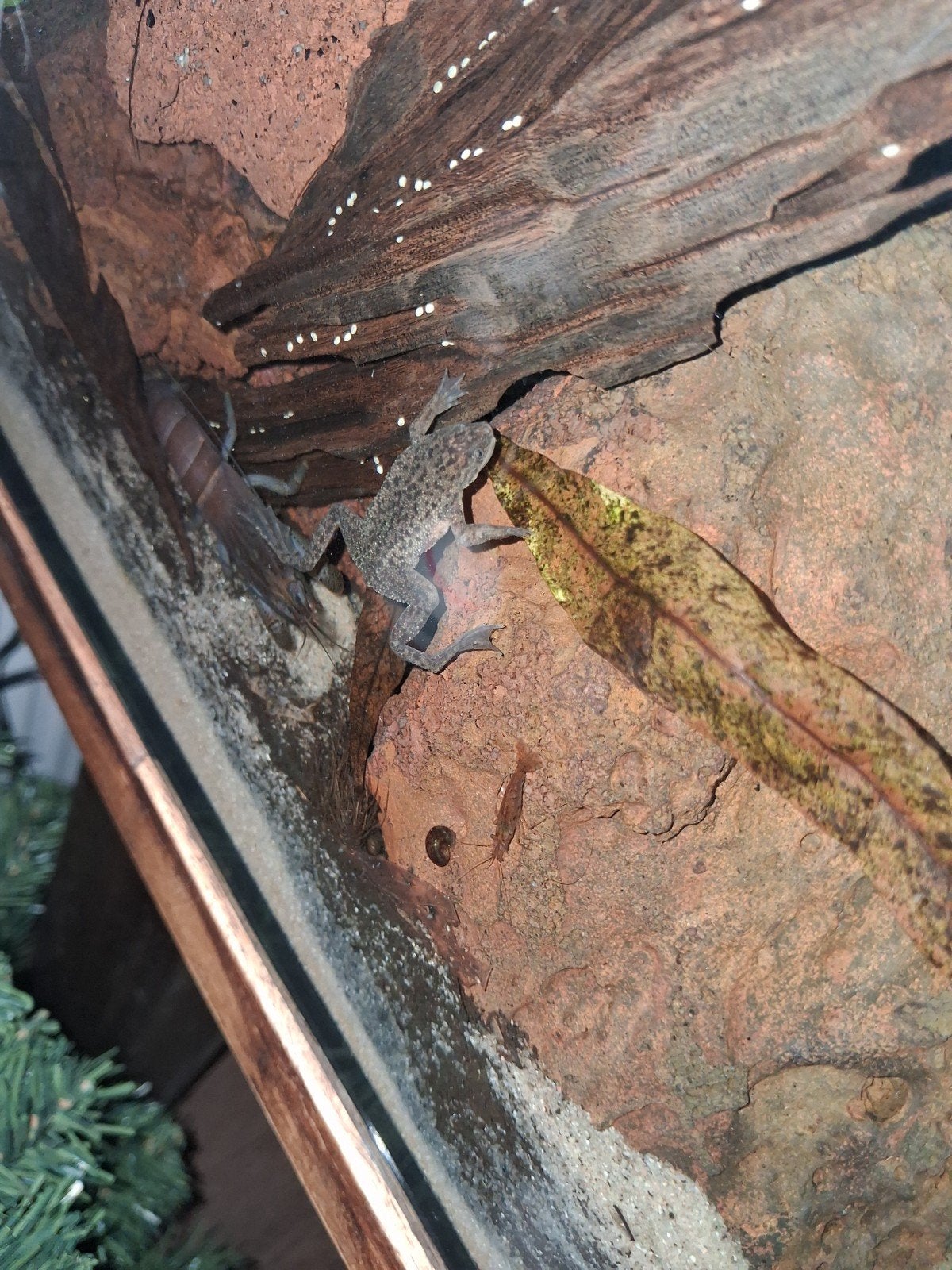 3 Afrikaanse dwergklauwkikkers Frog - unknown for sale from Tarya van Oorschot