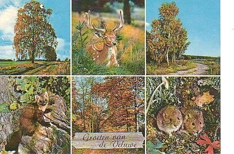 Ansichtkaart 	Veluwe	6-luik	Natuur, Verzenden, 1960 tot 1980, Gelopen, Gelderland