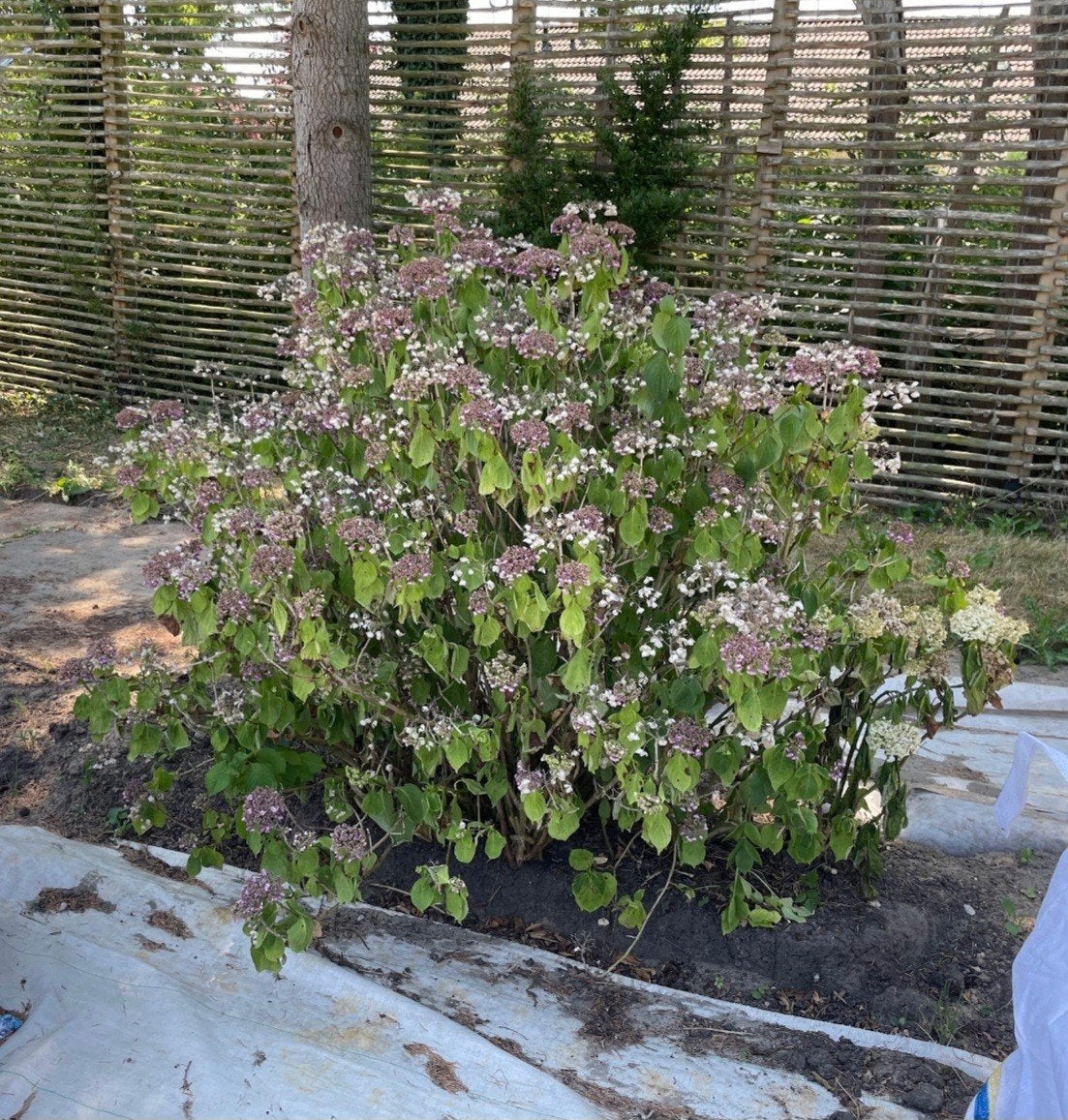 Grote hortensia, gratis af te halen, zelf even uitgraven, Tuin en Terras, Planten | Struiken en Hagen, Ophalen, Hortensia, Minder dan 100 cm
