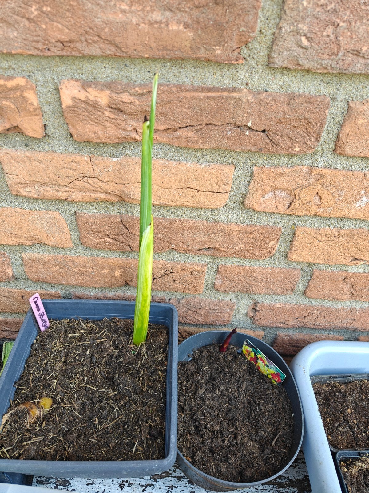 Canna Stuttgart & Cleopatra, Tuin en Terras, Ophalen of Verzenden, Overige soorten, Volle zon