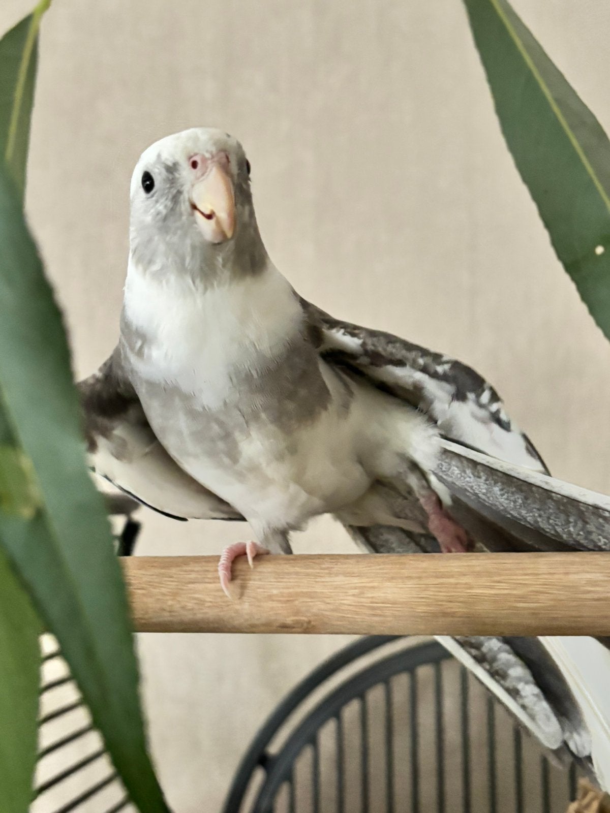 Valkparkieten. Goed huisje gezocht, geen handelaren., Dieren en Toebehoren, Meerdere dieren, Parkiet