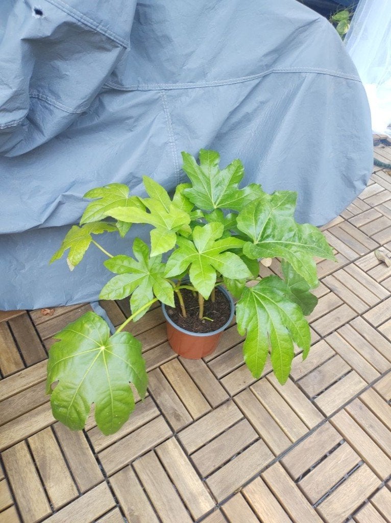 Fatsia japonica Vingerplant - home /garden plant, Tuin en Terras, Planten | Tuinplanten, Vaste plant, Bloeit niet, Volledige schaduw