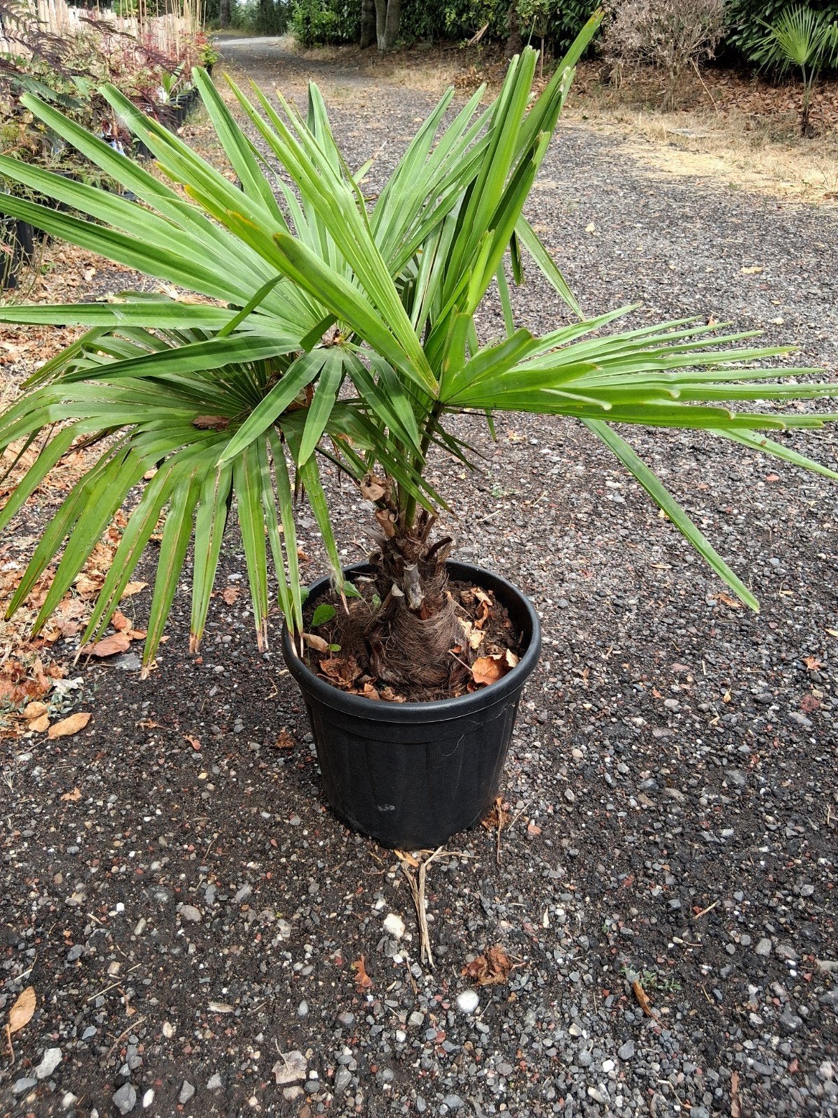 Trachycarpus fortunei, Tuin en Terras, Planten | Tuinplanten, Ophalen, Overige soorten, Volle zon