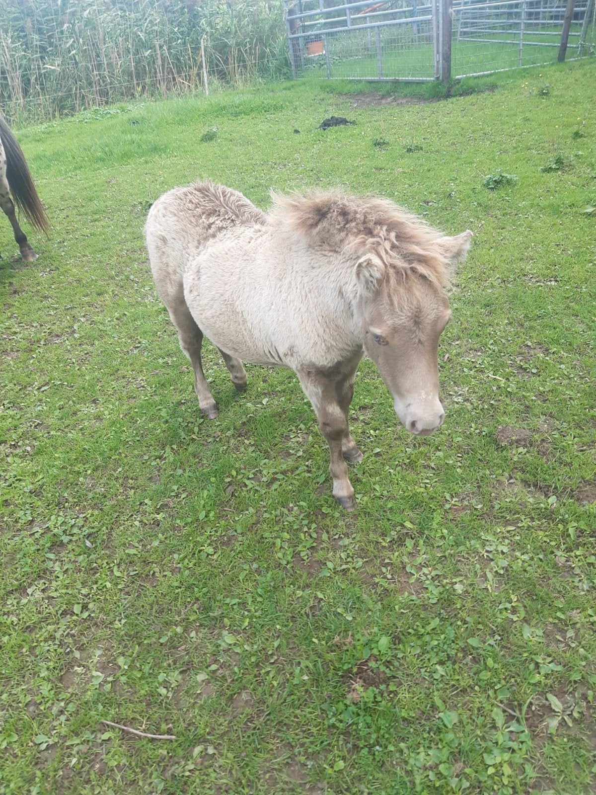 pony veulens, Hengst