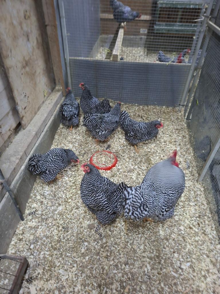 Te koop¹ amrock hennen, Vrouwelijk, Kip