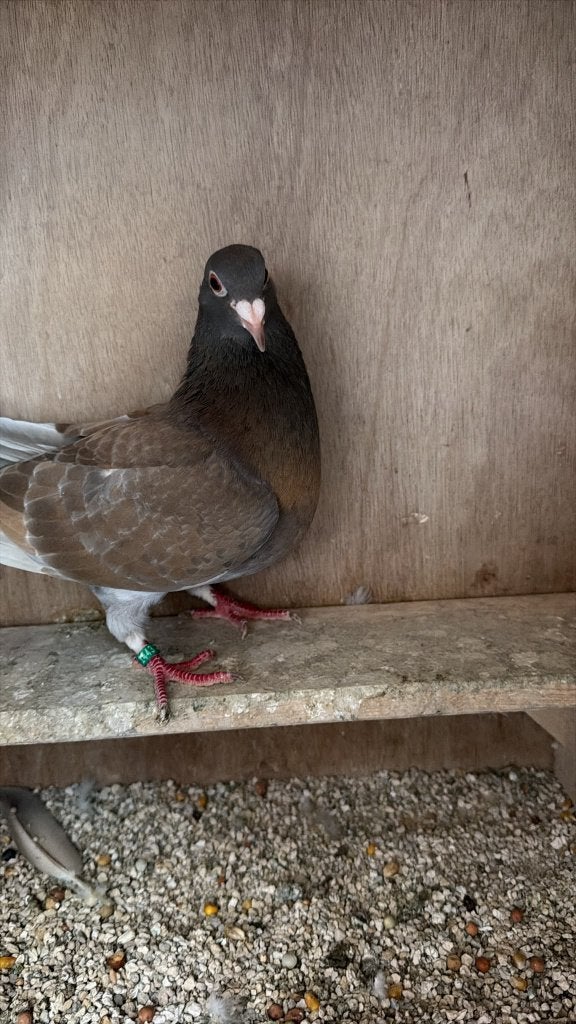 Kleurpostduiven, Dieren en Toebehoren, Vogels | Duiven, Meerdere dieren, Overige soorten