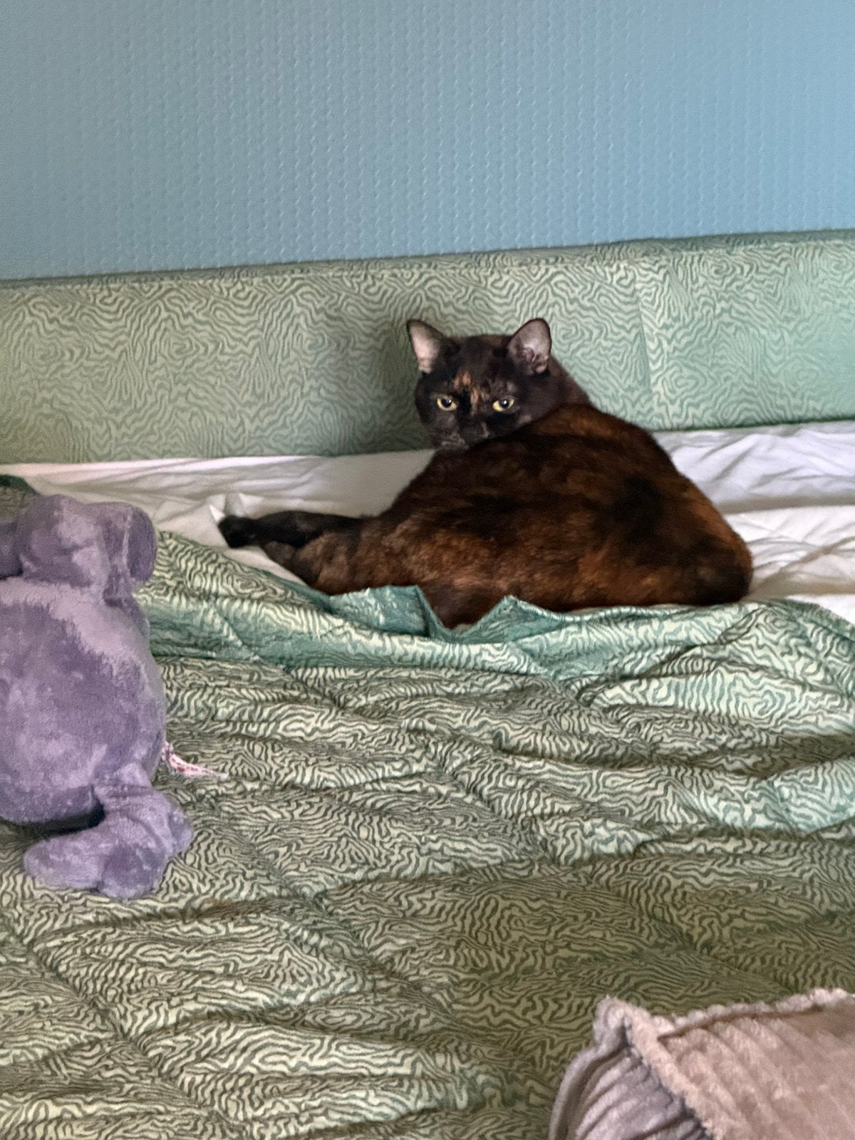 Twee lieve katten zoeken nieuw gouden mandje, Meerdere dieren