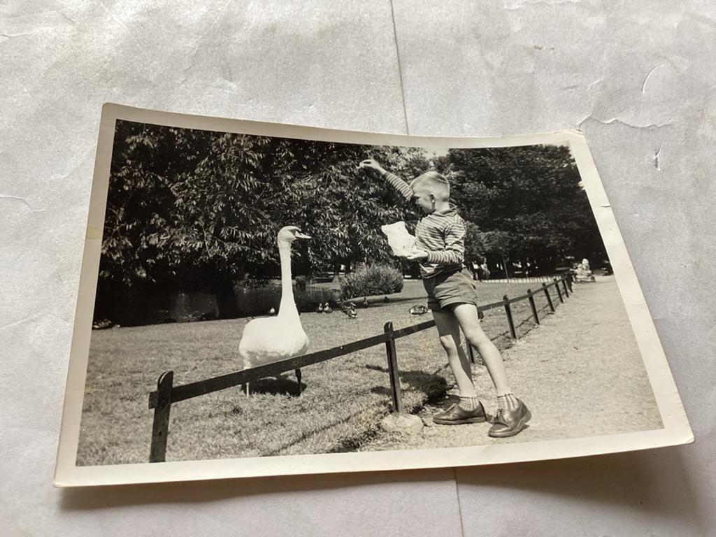Vintage foto: Jongen voert zwaan in Amsterdam, jaren '60, Verzamelen, Foto's en Prenten, 1960 tot 1980, Foto, Ophalen of Verzenden