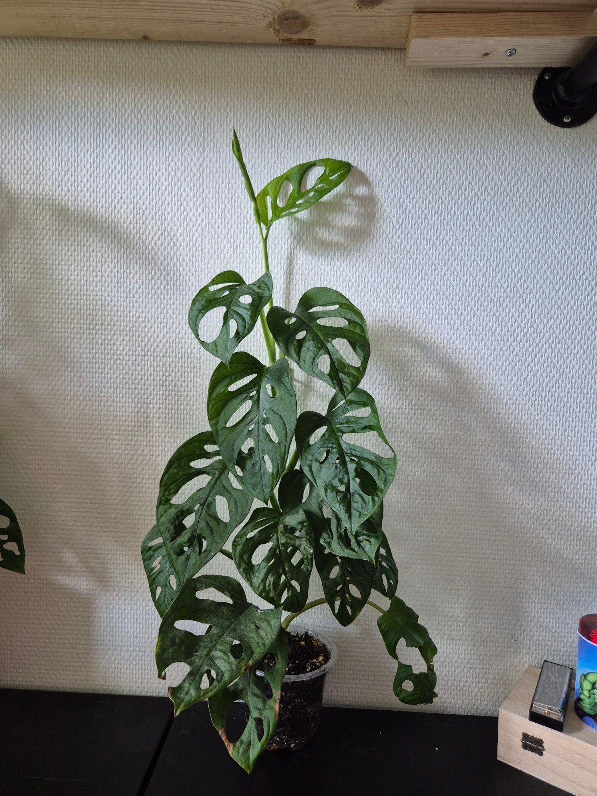 Monstera Adansonii - Levendige Apenmaskerplant, Ophalen, Vaste plant, Bloeit niet, Halfschaduw