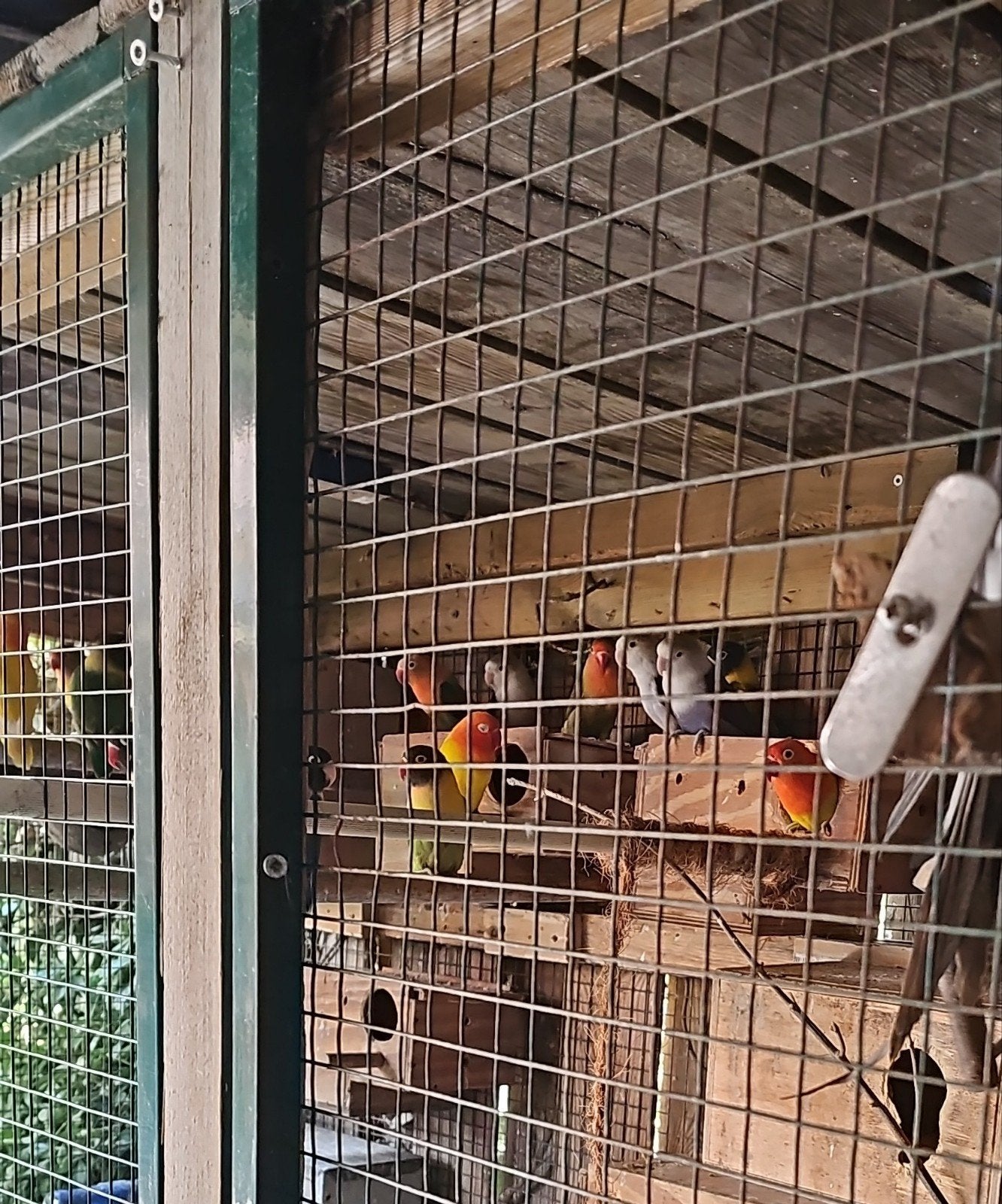 te koop kweek koppels fisheri en personata., Dieren en Toebehoren, Vogels | Parkieten en Papegaaien, Meerdere dieren, Dwergpapegaai of Agapornis