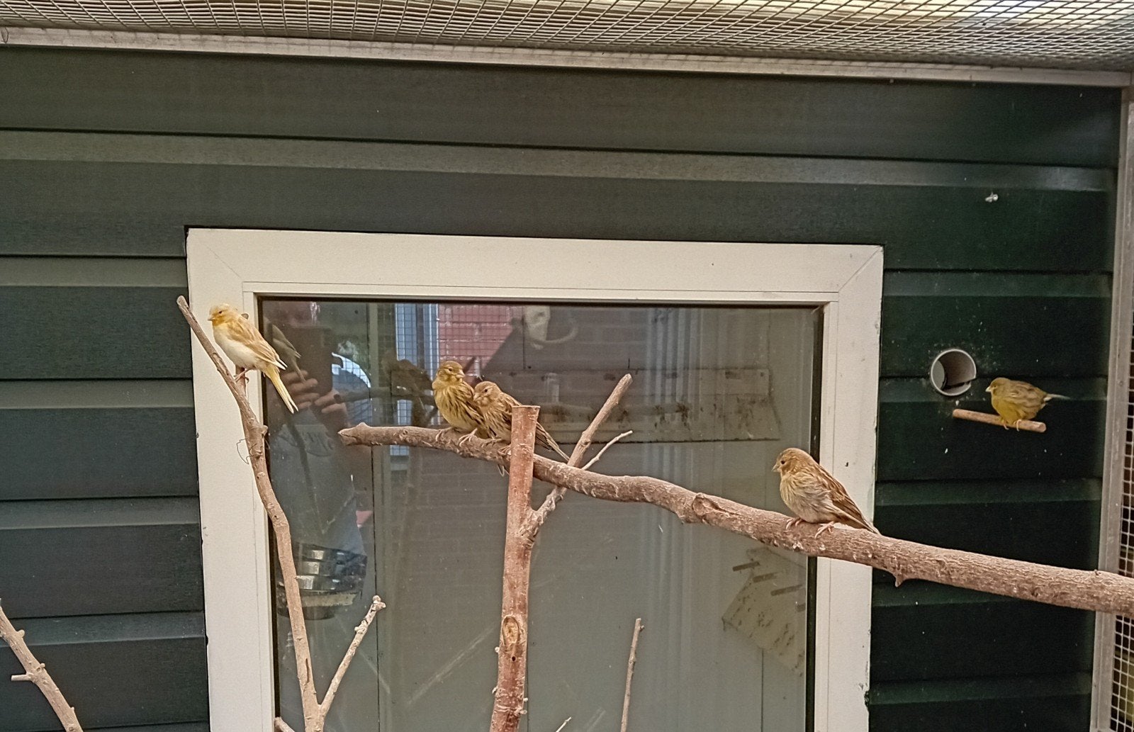 3 jonge timbrado kanaries, Dieren en Toebehoren, Vogels | Overige Vogels, Geslacht onbekend